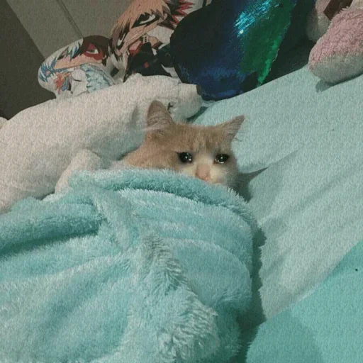 🥺 Стикер «Hagh Pack Cat» для Telegram