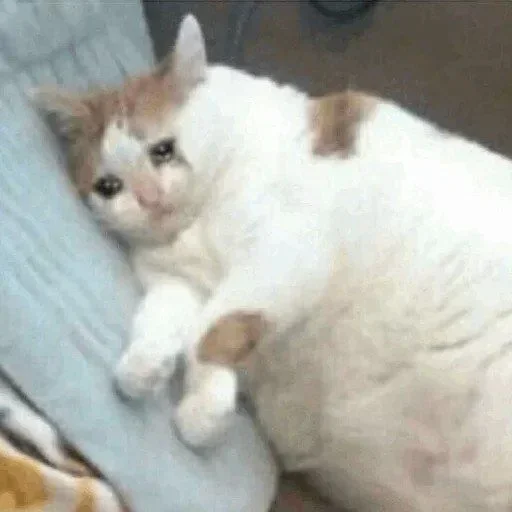 🥺 Стикер «Hagh Pack Cat» для Telegram