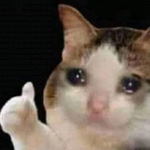 🥺 Стикер «Hagh Pack Cat» для Telegram