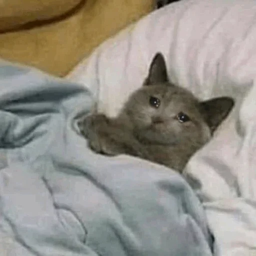 🥺 Стикер «Hagh Pack Cat» для Telegram