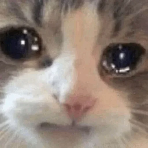 🥺 Стикер «Hagh Pack Cat» для Telegram