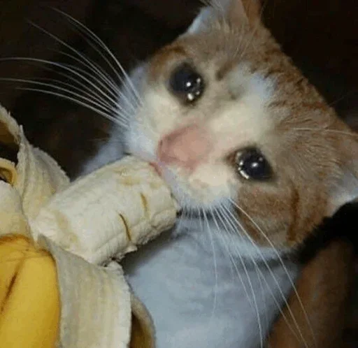 🥺 Стикер «Hagh Pack Cat» для Telegram