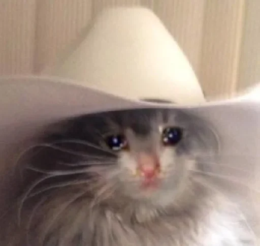 🥺 Стикер «Hagh Pack Cat» для Telegram
