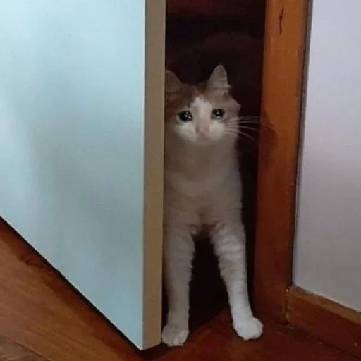 🥺 Стикер «Hagh Pack Cat» для Telegram