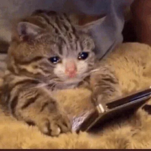 🥺 Стикер «Hagh Pack Cat» для Telegram