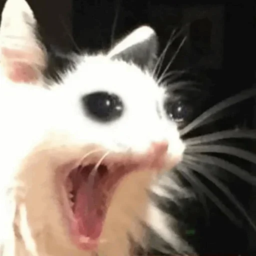 🥺 Стикер «Hagh Pack Cat» для Telegram
