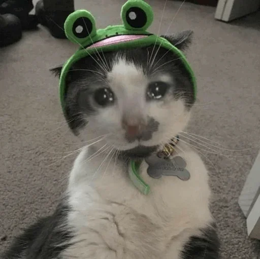 🥺 Стикер «Hagh Pack Cat» для Telegram
