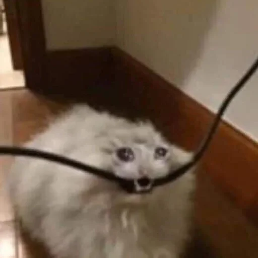 🥺 Стикер «Hagh Pack Cat» для Telegram