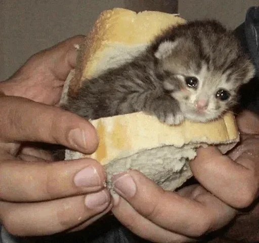 🥺 Стикер «Hagh Pack Cat» для Telegram