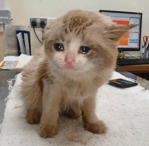🥺 Стикер «Hagh Pack Cat» для Telegram