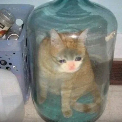 🥺 Стикер «Hagh Pack Cat» для Telegram