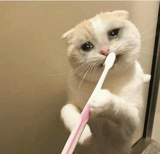 🥺 Стикер «Hagh Pack Cat» для Telegram