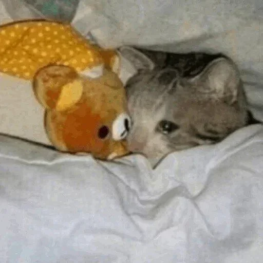 🥺 Стикер «Hagh Pack Cat» для Telegram