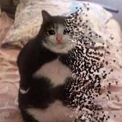 🥺 Стикер «Hagh Pack Cat» для Telegram