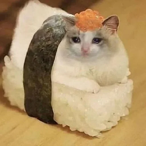 🥺 Стикер «Hagh Pack Cat» для Telegram