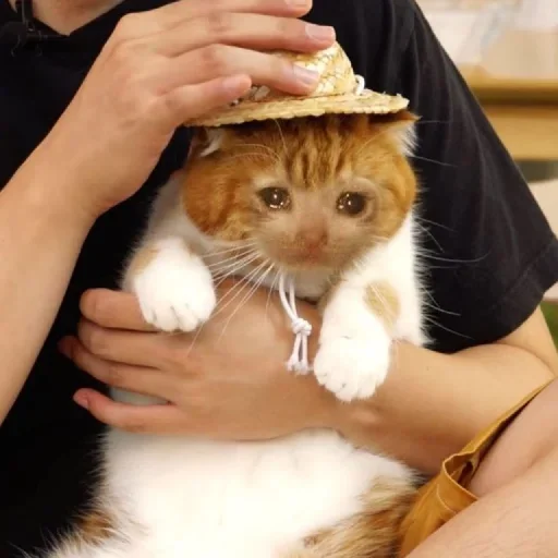 🥺 Стикер «Hagh Pack Cat» для Telegram