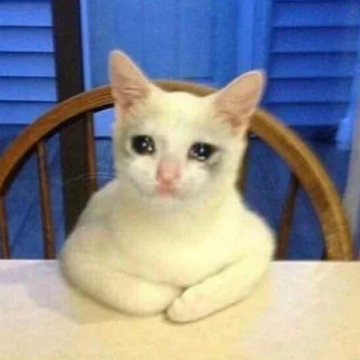🥺 Стикер «Hagh Pack Cat» для Telegram