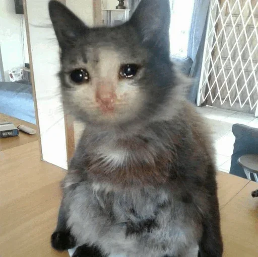 🥺 Стикер «Hagh Pack Cat» для Telegram