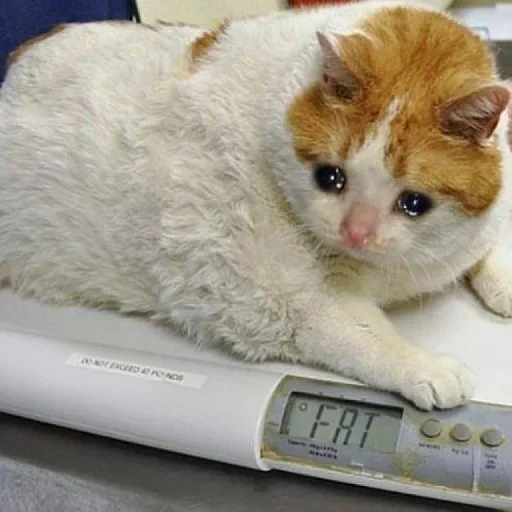 🥺 Стикер «Hagh Pack Cat» для Telegram