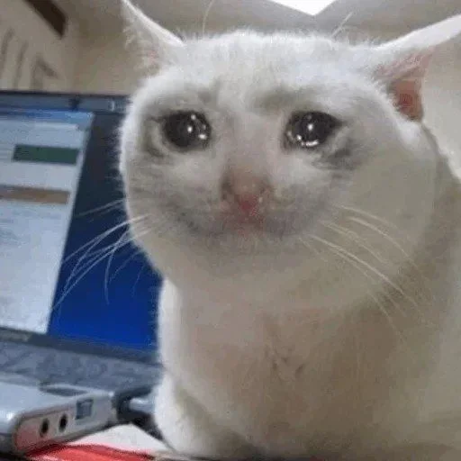 🥺 Стикер «Hagh Pack Cat» для Telegram
