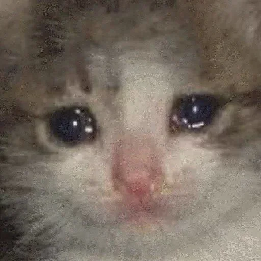 🥺 Стикер «Hagh Pack Cat» для Telegram