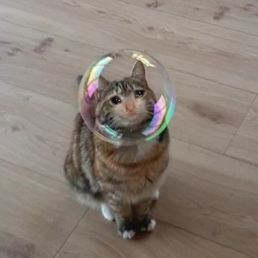 🥺 Стикер «Hagh Pack Cat» для Telegram