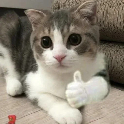 🥺 Стикер «Hagh Pack Cat» для Telegram