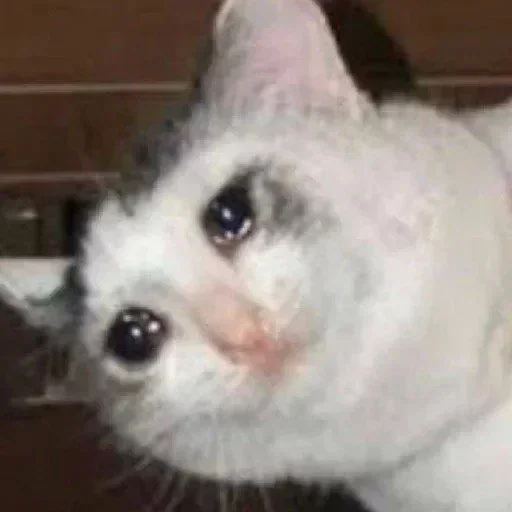 🥺 Стикер «Hagh Pack Cat» для Telegram