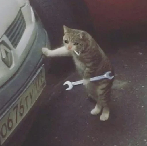 🥺 Стикер «Hagh Pack Cat» для Telegram