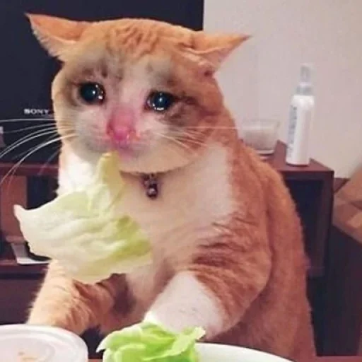 🥺 Стикер «Hagh Pack Cat» для Telegram