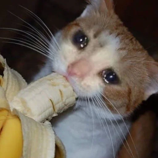 🥺 Стикер «Hagh Pack Cat» для Telegram