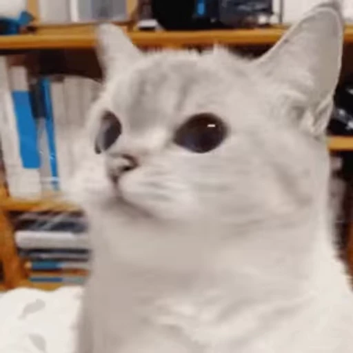 🐱 Стикер «Диёраники чопма» для Telegram