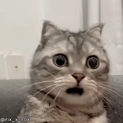 😳 Стикер «Диёраники чопма» для Telegram