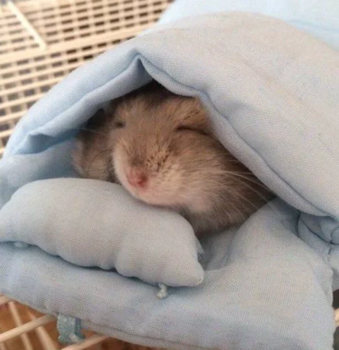 Стикерпак Hamster Kiana для Telegram — скачать