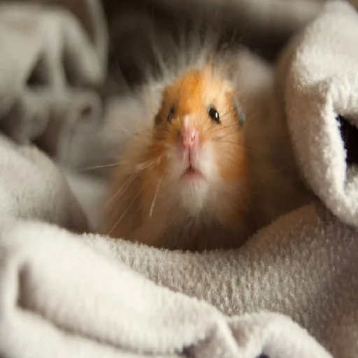Стикерпак Hamsters для Telegram — скачать