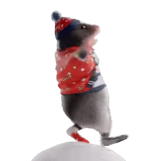 Стикерпак Hamsters для Telegram — скачать