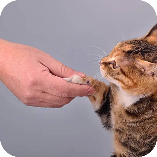 🤝 Стикер «Handshake» для Telegram