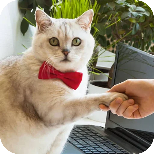 🤝 Стикер «Handshake» для Telegram