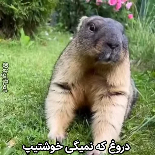 🦫 Стикер «Handsome?» для Telegram