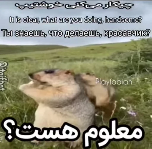 🦫 Стикер «Handsome?» для Telegram