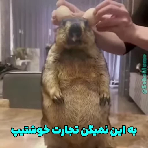 🦫 Стикер «Handsome?» для Telegram