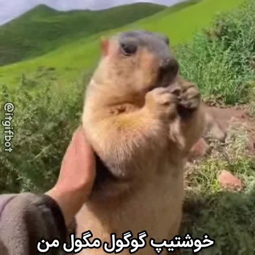 🦫 Стикер «Handsome?» для Telegram