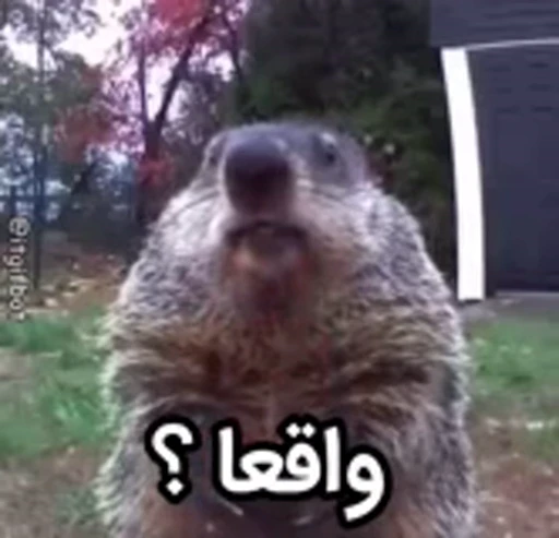 🦫 Стикер «Handsome?» для Telegram