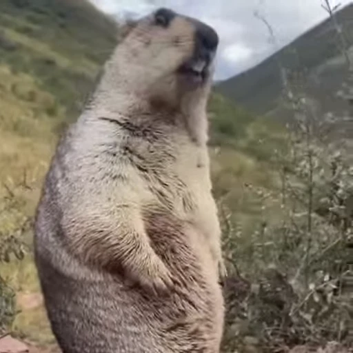 🦫 Стикер «Handsome?» для Telegram