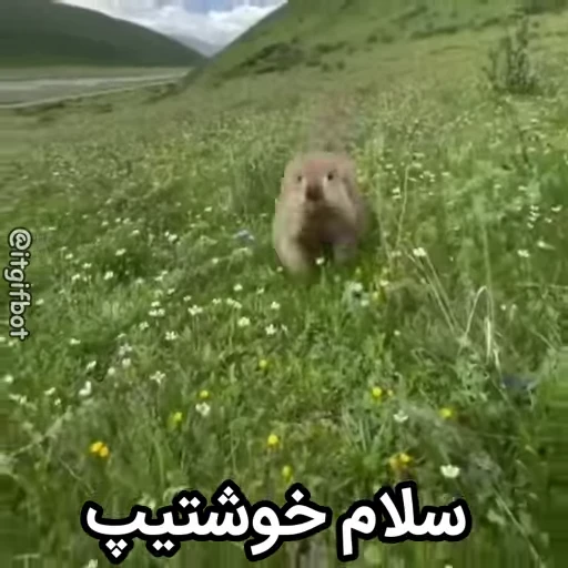 🦫 Стикер «Handsome?» для Telegram