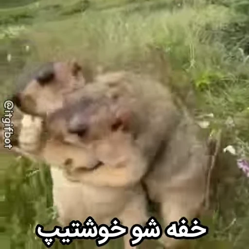 🦫 Стикер «Handsome?» для Telegram