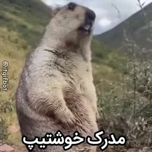 🦫 Стикер «Handsome?» для Telegram