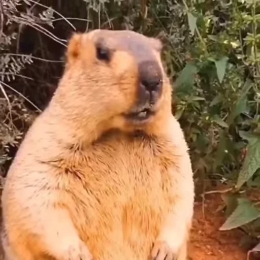 🦫 Стикер «Handsome?» для Telegram