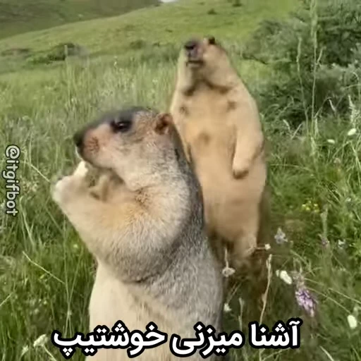 🦫 Стикер «Handsome?» для Telegram