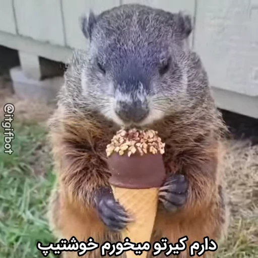 🦫 Стикер «Handsome?» для Telegram